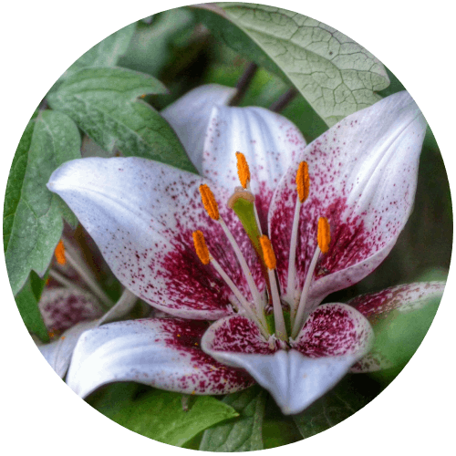 A close up of the flower with red spots.